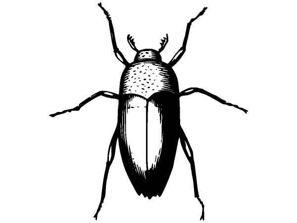 Животные 1312