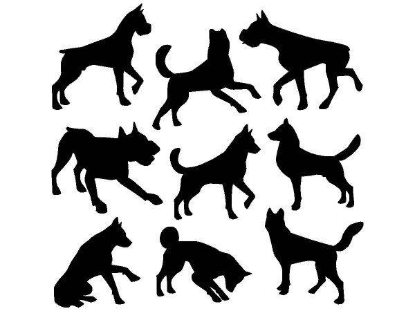 Животные 2883