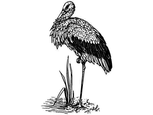 Животные 2682 Животные 2682