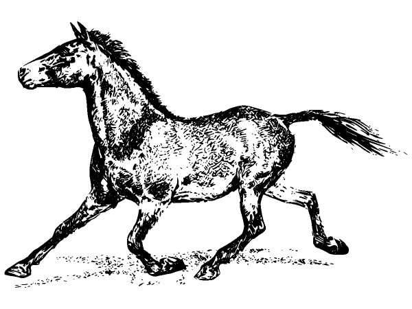 Животные 929