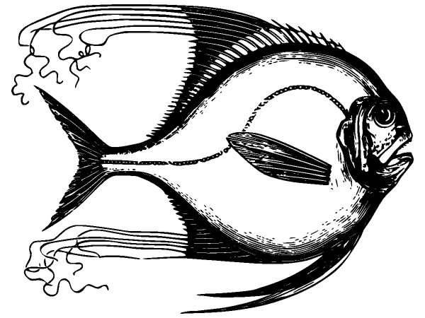 Животные 1296