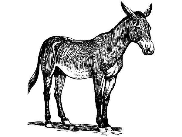 Животные 3798 Животные 3798