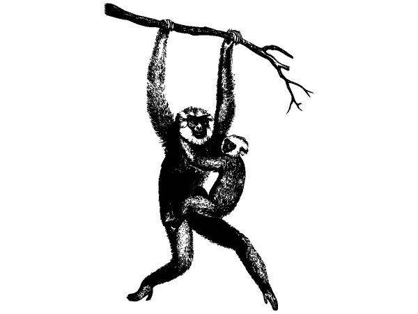 Животные 3875 Животные 3875