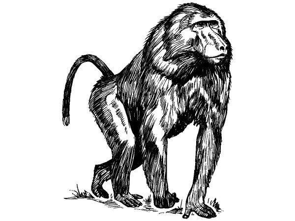 Животные 206