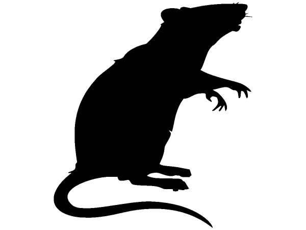 Животные крыса 678