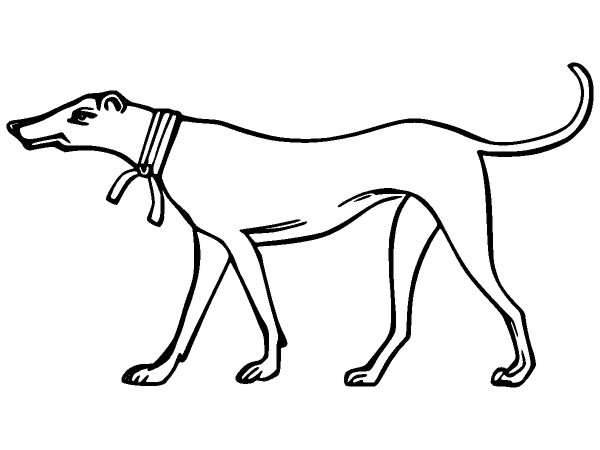 Животные 989