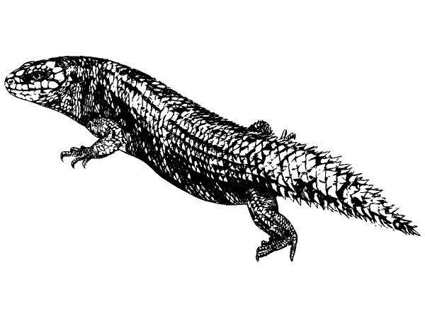 Животные 2946 Животные 2946