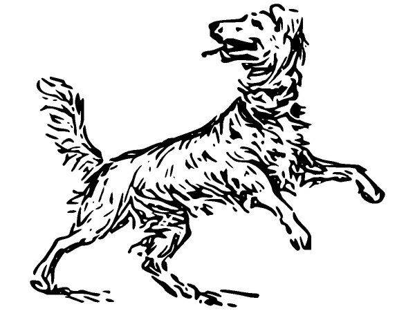 Животные 2575