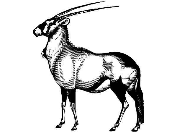 Животные 2797 Животные 2797