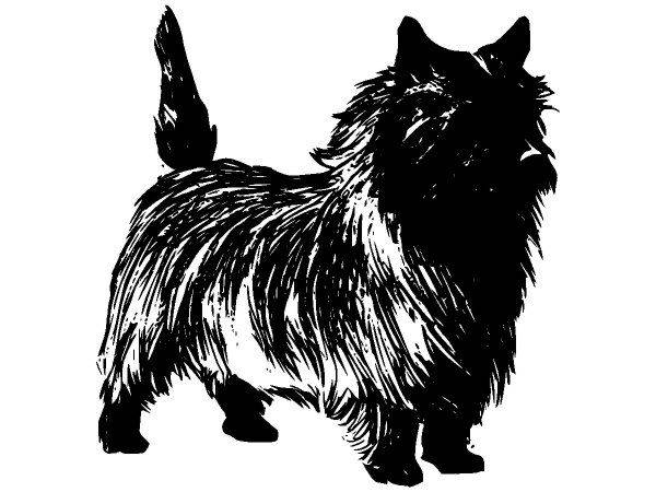 Животные 582 Животные 582