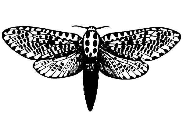 Животные 3858