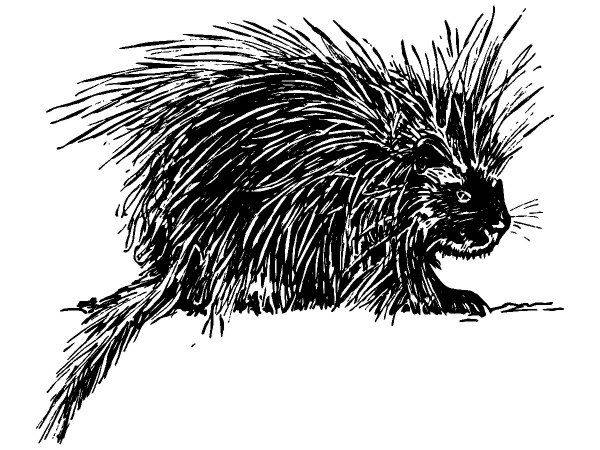 Животные 1090