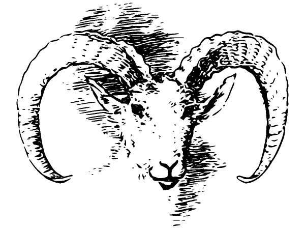 Животные 945