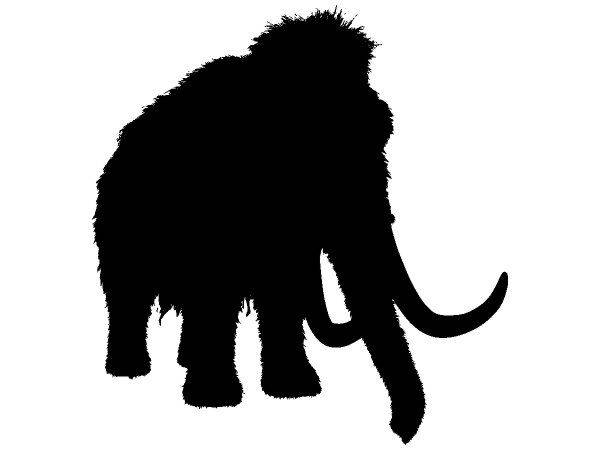 Животные 4181