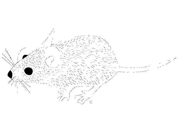 Животные 1560