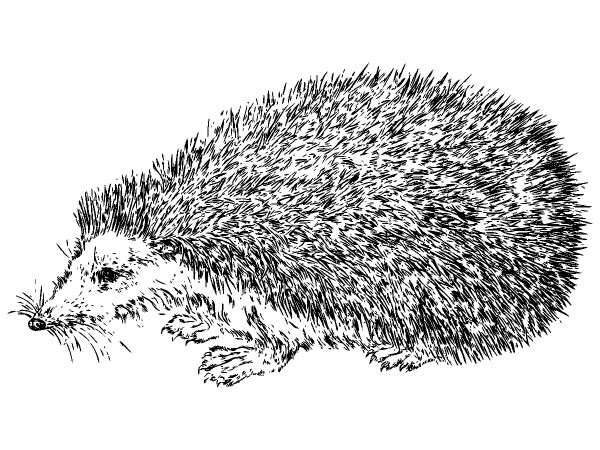 Животные 1335