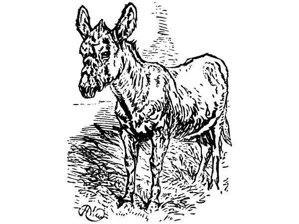 Животные 474