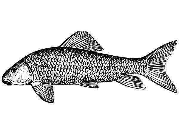 Животные 1131