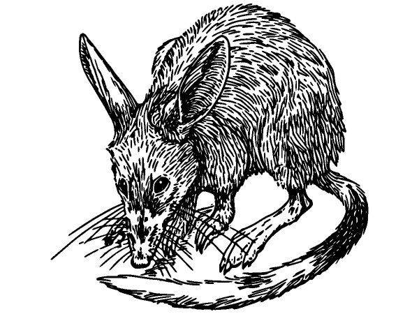 Животные 205