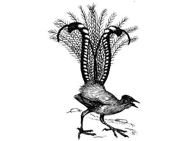 Животные 1067