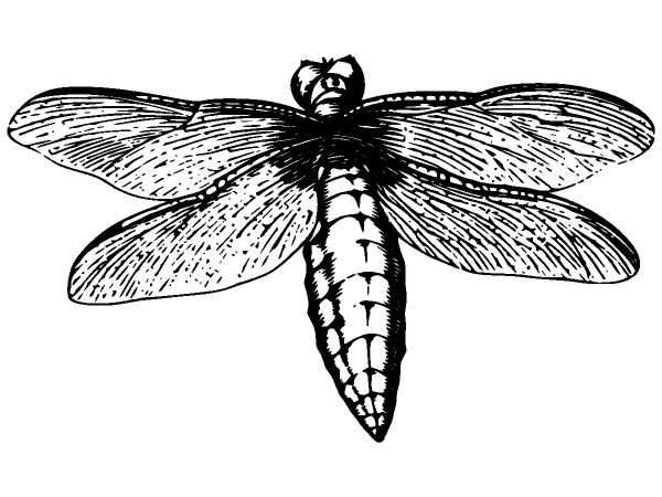 Животные 1307