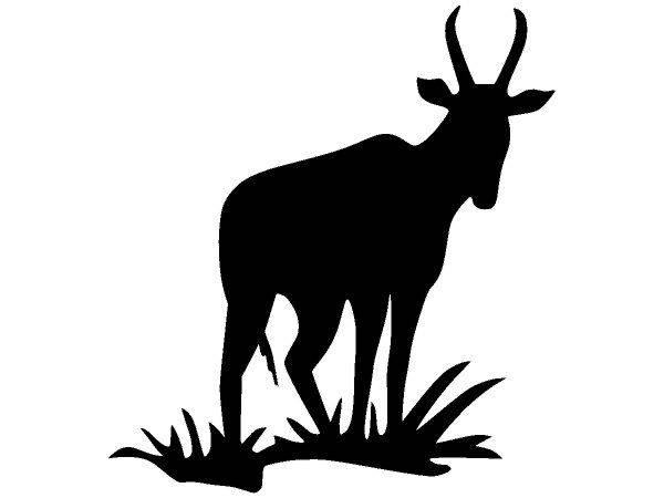 Животные 2908