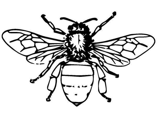 Животные 2611