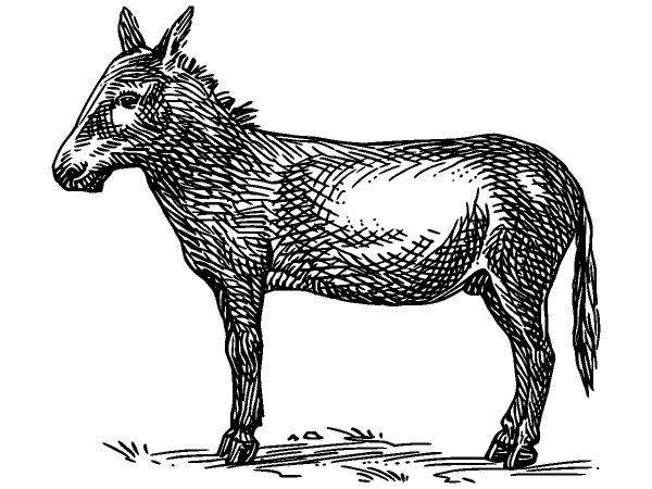 Животные 207