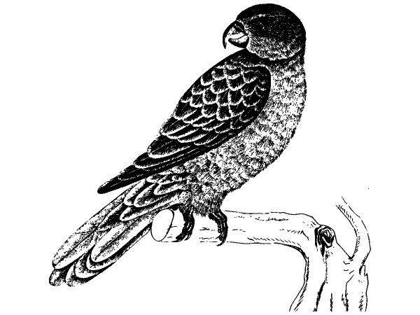 Животные 2694 Животные 2694