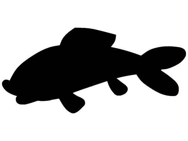 Животные 2923