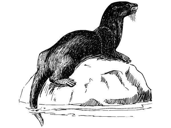 Животные 1074