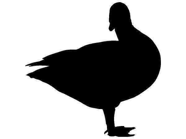 Животные 4318 Животные 4318