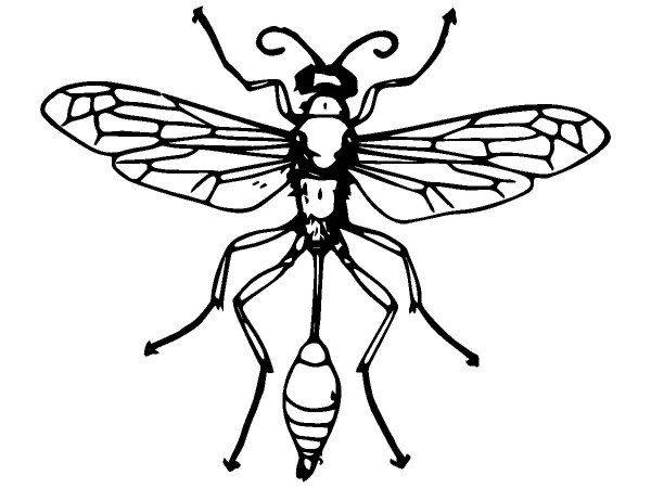 Животные 2609