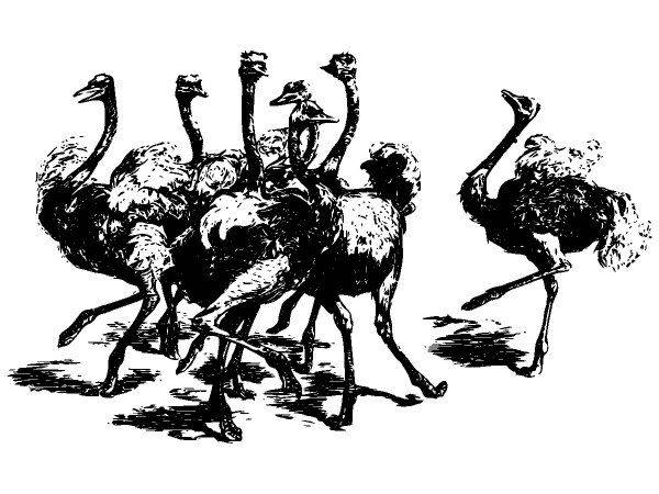 Животные 2606