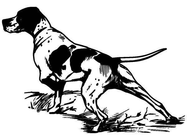 Животные 2876