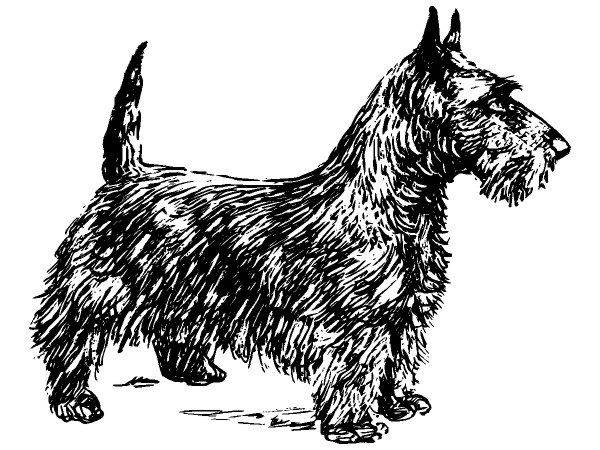 Животные 1081