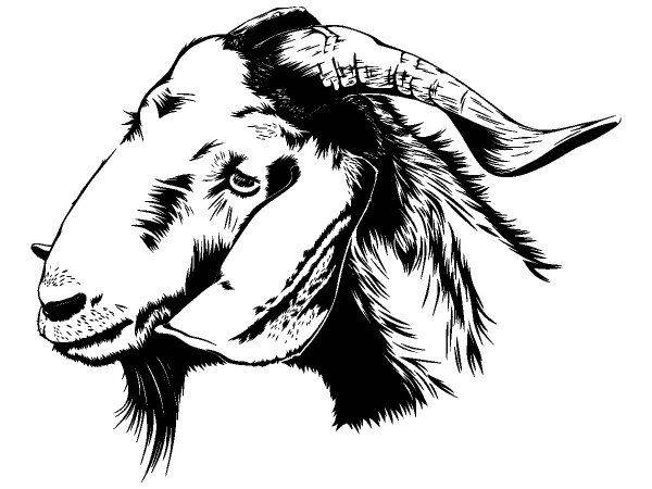 Животные 3345 Животные 3345