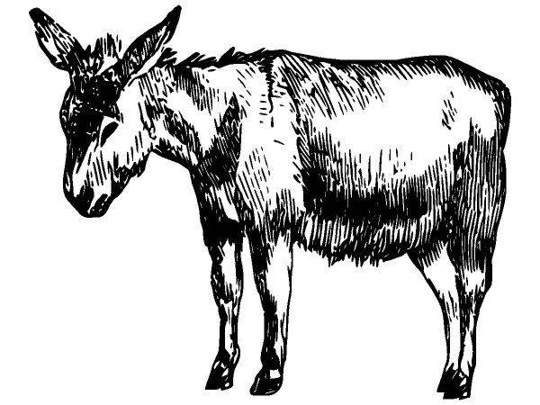 Животные 2919