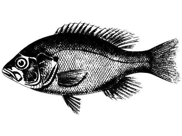 Животные 2868