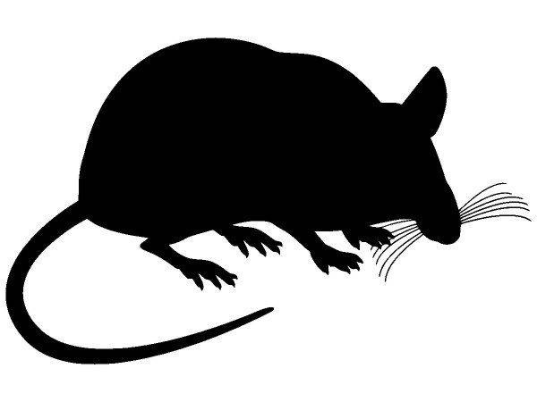 Животные 2239 Животные 2239