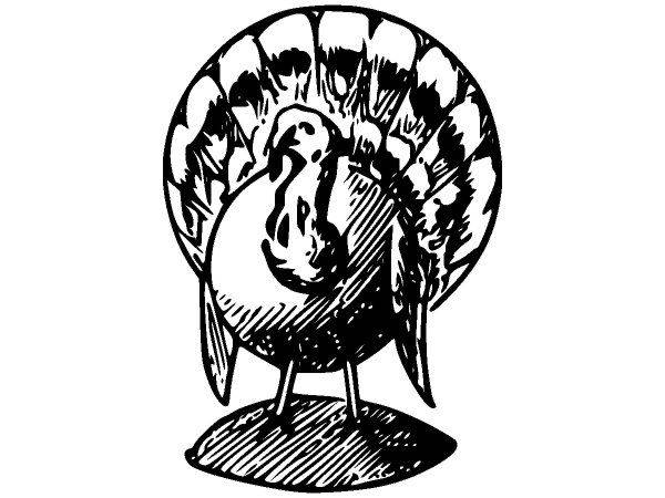 Животные 546 Животные 546