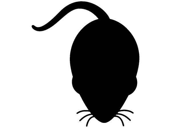 Животные 1695