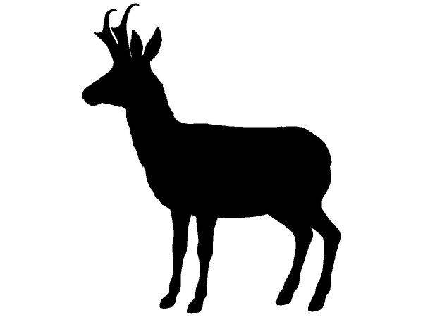 Животные 708 Животные 708