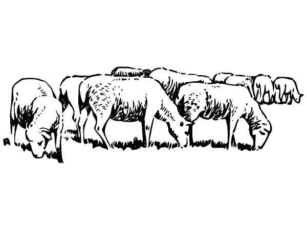 Животные 286