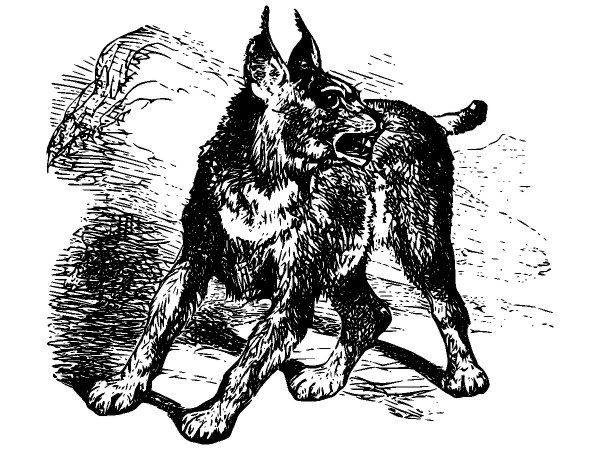 Животные 2701 Животные 2701