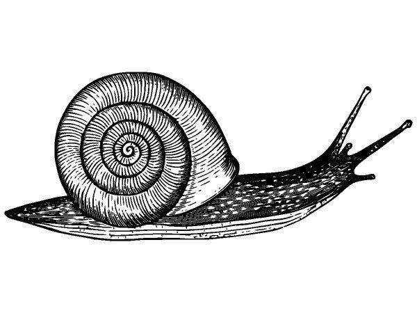 Животные 3777 Животные 3777