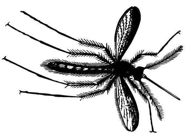 Животные 2854