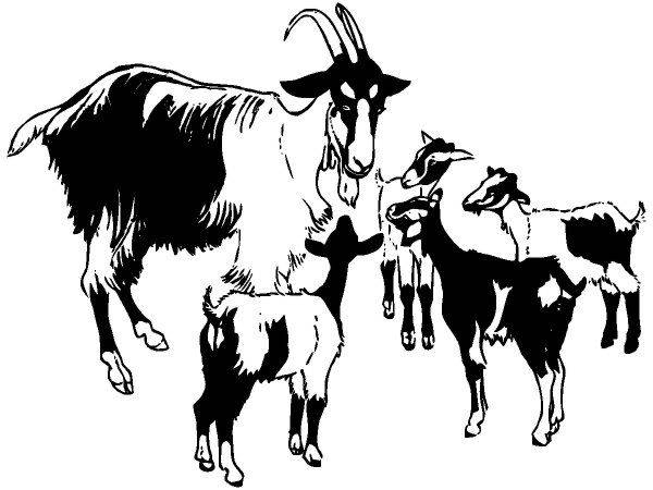 Животные 169