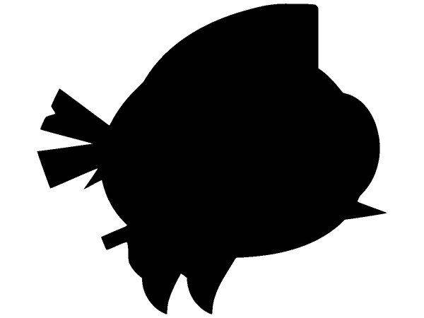 Животные 2936