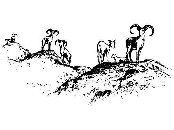 Животные 2649